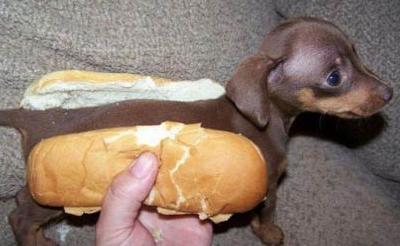 hot-dog / pølsehund